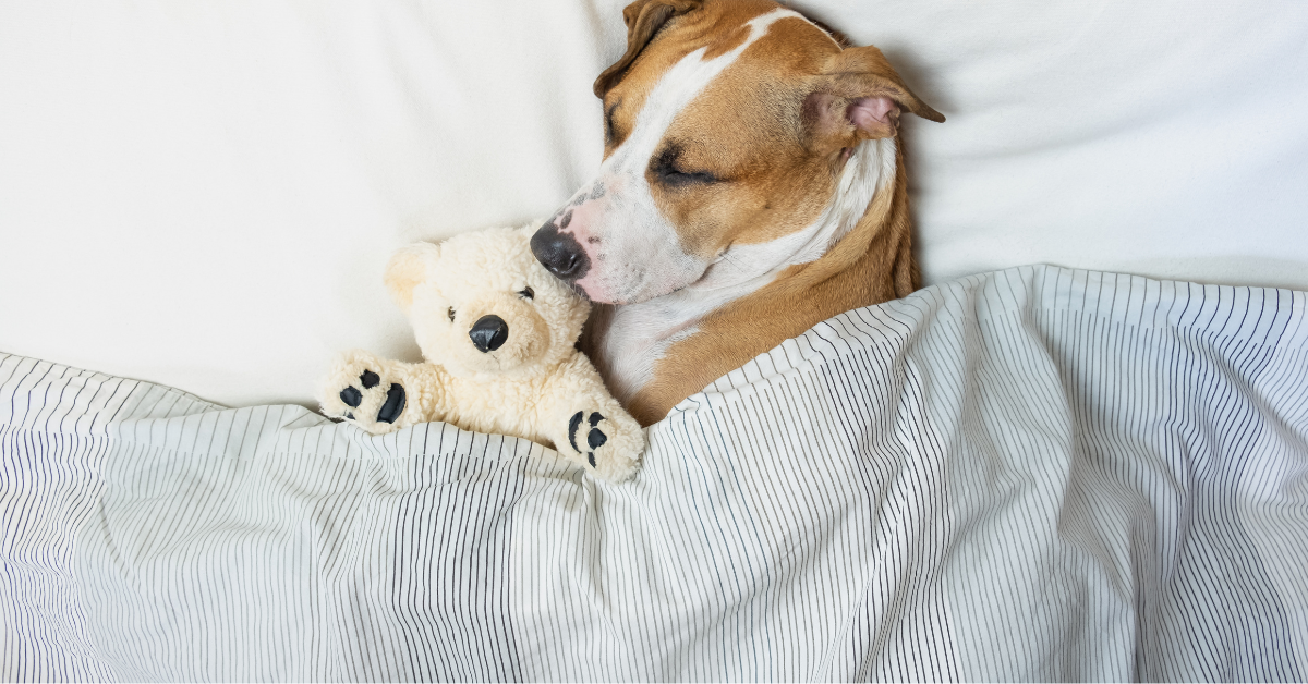 Sfaturi pentru a adormi rapid